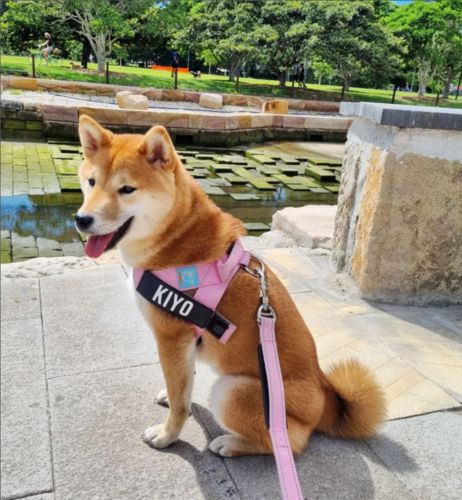 Customer photo review of DF Co. Pink Dog Harness