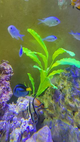 Customer photo review of Medic