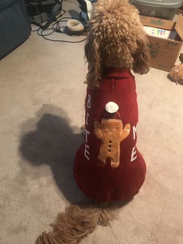 Customer photo review of Grain & Gluten-Free Gingerbread Biscuit Dog Treats