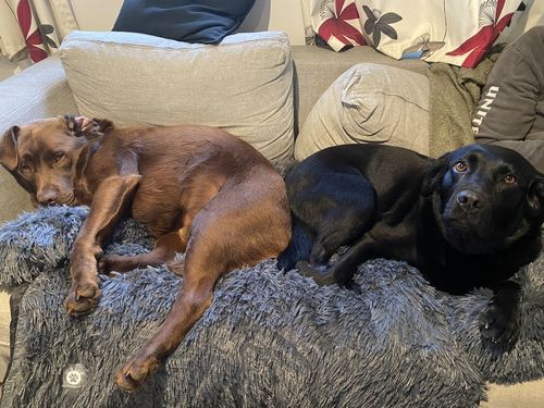 Customer photo review of Calming Couch Bed