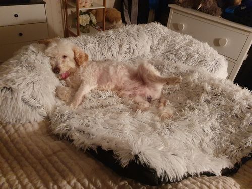 Customer photo review of Calming Couch Bed