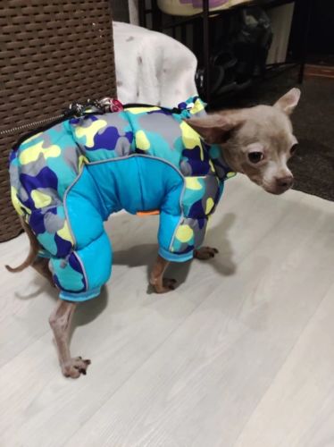 Customer photo review of Pet Dog Thicker Coat