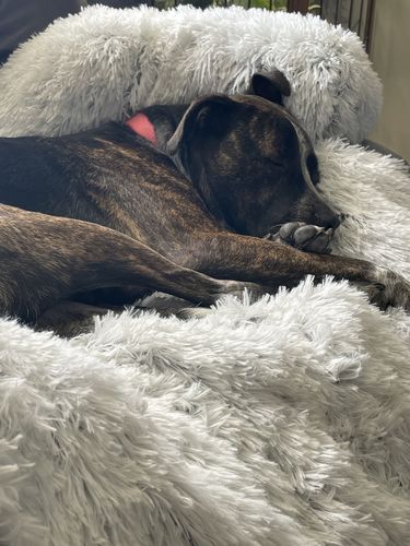 Customer photo review of Calming Couch Bed