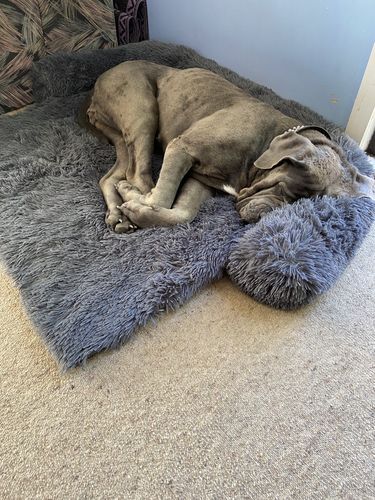 Customer photo review of Calming Couch Bed