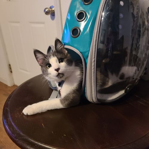Customer photo review of Cat Bubble Backpack with Clear Window for Hiking-【Classic】