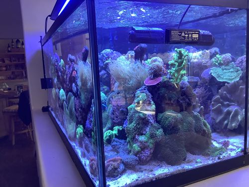 Customer photo review of Medic