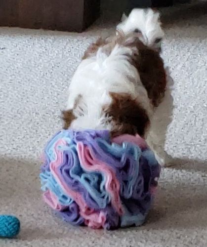 Customer photo review of Wuff-Sniff Ball