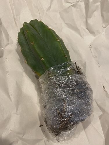 Customer photo review of San Pedro Cactus | Echinopsis pachanoi
