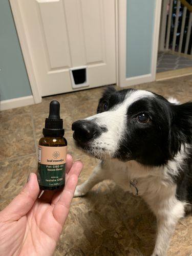 Customer photo review of Pet Tincture 500mg Isolate CBD
