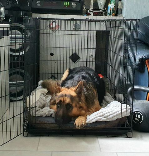 Customer photo review of Dog Crate, Heavy Duty Dog Cage With 2 Doors