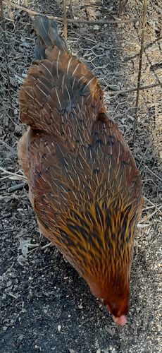 Customer photo review of GrubTerra Dried Black Soldier Fly Larvae