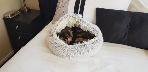 Customer photo review of Calming Cave Bed