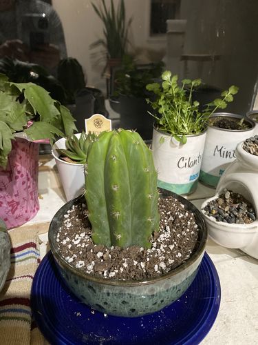 Customer photo review of San Pedro Cactus Cuttings | Echinopsis pachanoi Cuttings