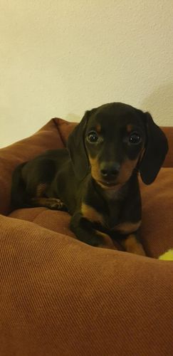 Customer photo review of Silber Lineart Love Halskette