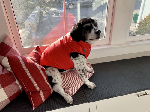 Customer photo review of World's lightest warm jacket for dogs