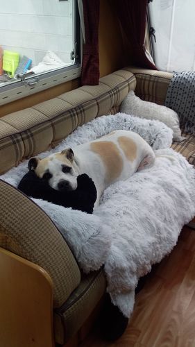 Customer photo review of Calming Couch Bed