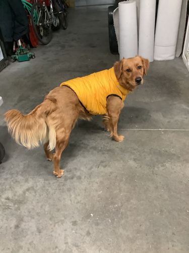 Customer photo review of World's lightest warm jacket for dogs