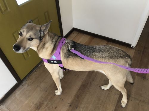 Customer photo review of DF Co. Purple Dog Harness