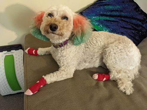 Customer photo review of Tips & Toes - Nose and Paw Balm