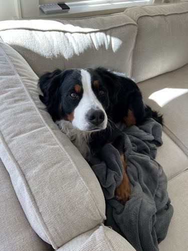 Customer photo review of BarkWise™ Complete