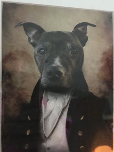 Customer photo review of The Baron - Custom Vintage Pet Portrait