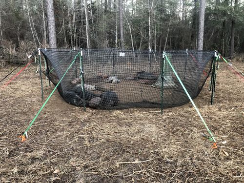 Customer photo review of Pig Brig Trap System
