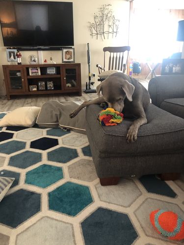 Customer photo review of Wuff-Sniff Ball