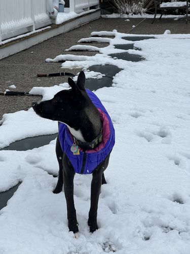 Customer photo review of World's lightest warm jacket for dogs