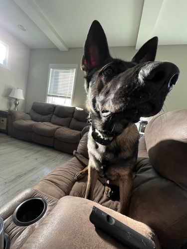 Customer photo review of BarkWise™ Complete
