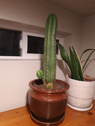Customer photo review of San Pedro Cactus | Echinopsis pachanoi