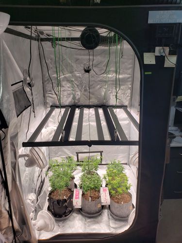 Customer photo review of Beginner Complete Grow Tent Kit | Grower's Choice ROI-E680S | 4’ x 4’