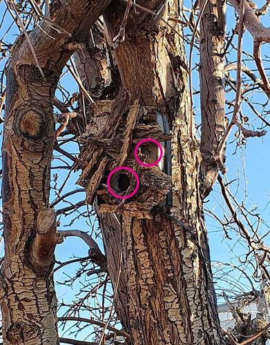 Customer photo review of Dog Silencer® MAX