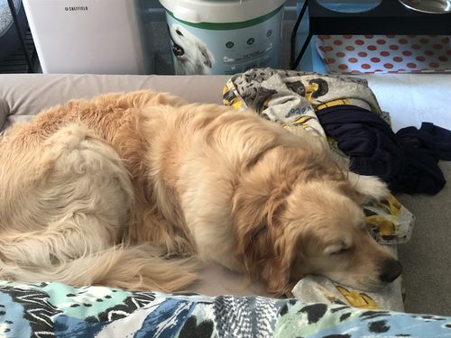 Customer photo review of Orthopaedic Memory Foam Bed