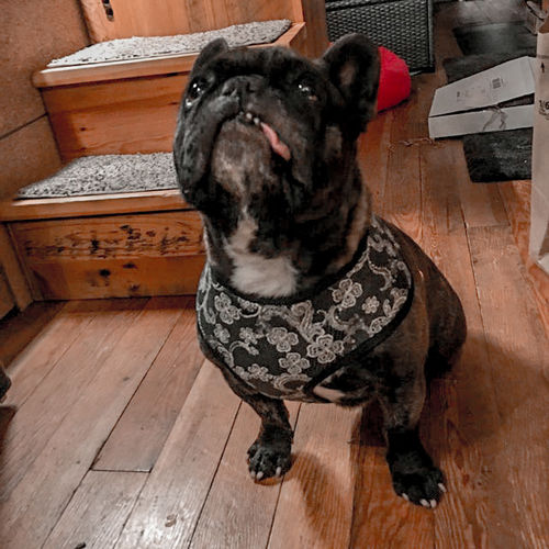 Customer photo review of Black lace print dog harness