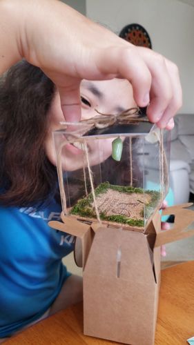 Customer photo review of Classic Live Monarch Butterfly Chrysalis Box