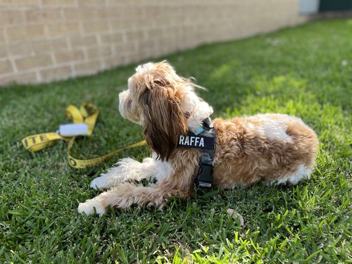 Customer photo review of DF Co. Green Camo Dog Harness