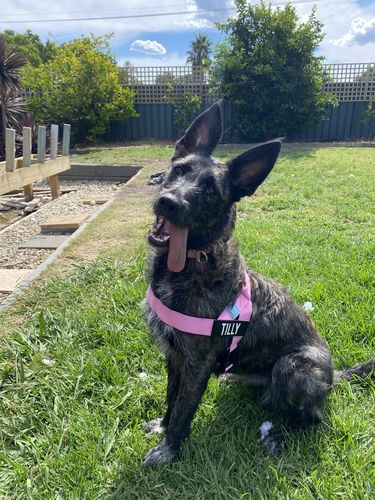 Customer photo review of Signature Kit