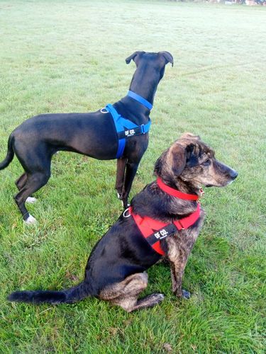 Customer photo review of DF Co. Dog Harness