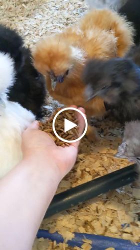 Customer video review of GrubTerra Dried Larvae