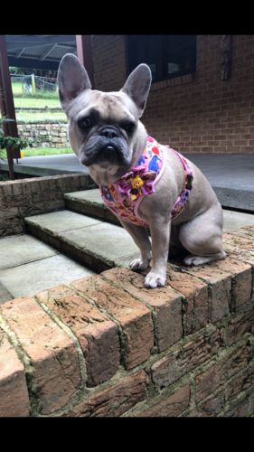 Customer photo review of Valentine’s bears dog harness set