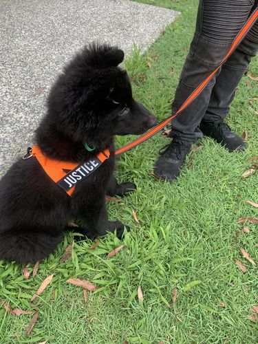 Customer photo review of Custom Name Patch For Dog Harness
