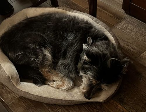 Customer photo review of CBD Pet Treats