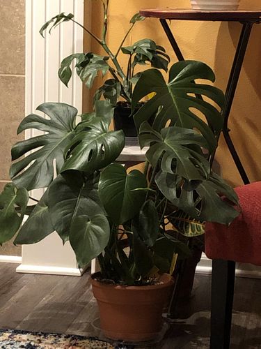 Customer photo review of Natural Houseplant Insecticide w/ Neem | 8oz