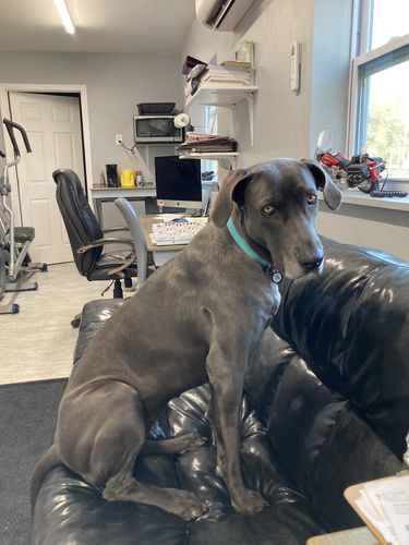 Customer photo review of Waterproof glowing in the dark dog collar