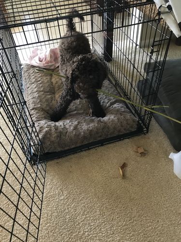 Customer photo review of Adult Canine Food Bars: Turkey and Duck Recipe - BULK PACK