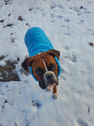 Customer photo review of World's lightest warm jacket for dogs