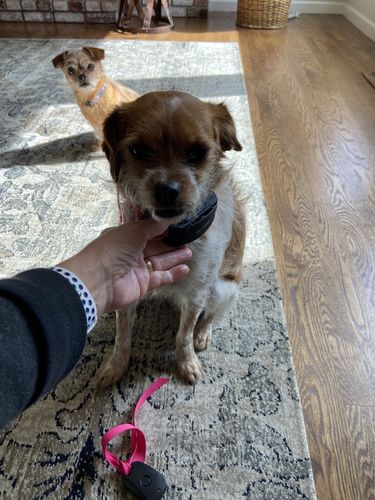 Customer photo review of BarkWise™ Complete