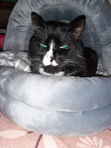 Customer photo review of Cama / Toca Super-Macia, Confortável e Luxuosa para Gatos ou Cães Pequenos