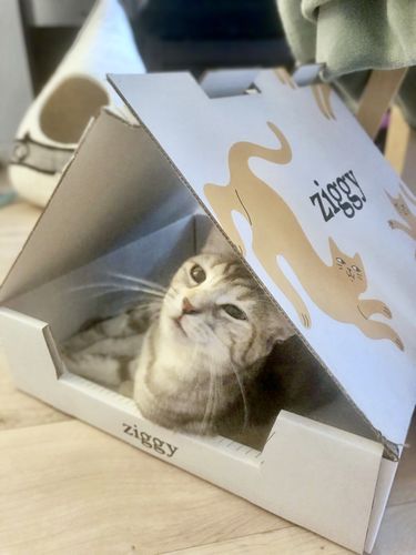 Avis photo d'un client sur Croquettes Chat Stérilisé Sans Céréales - Poulet