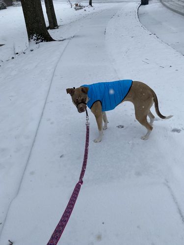 Customer photo review of World's lightest warm jacket for dogs